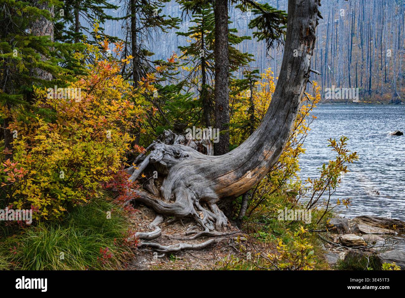 Arbre tombé bat les chances et continue de grimper vers le ciel. Entouré de feuillage d'automne coloré, le moignon ressemble à une tête d'éléphant avec tronc. Banque D'Images