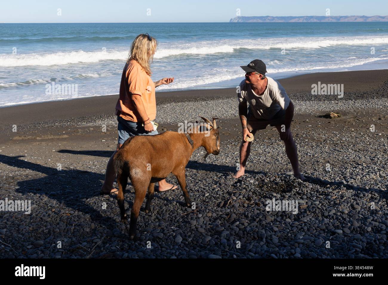 Couple ramassant des pierres sur une plage avec une chèvre de compagnie à Rarangi, Marlborough, Île du Sud, Nouvelle-Zélande Banque D'Images