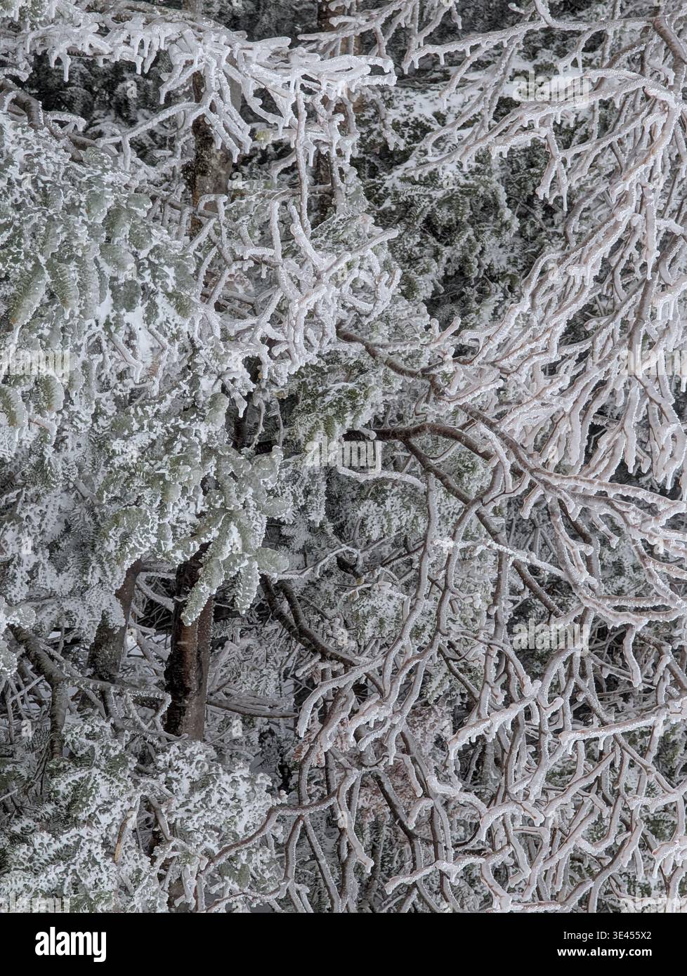 Les branches des arbres sont couvertes de givre et de neige. - Image de stock capturée avec un smartphone