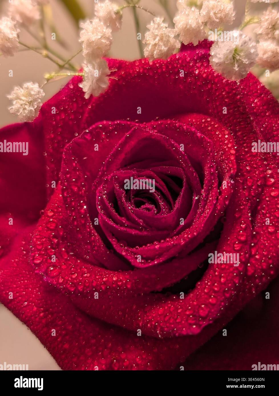 Rose rouge gros plan avec des gouttes d'eau sur les pétales macro avec fond flou, avec de petites fleurs blanches. - Image de stock capturée avec un smartphone