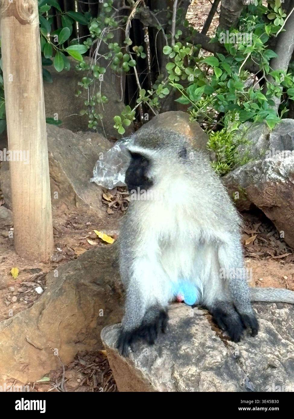 Singe Vervet mâle tenant l'emballage en plastique sur Rock Afrique du Sud - Image de stock capturée avec un smartphone