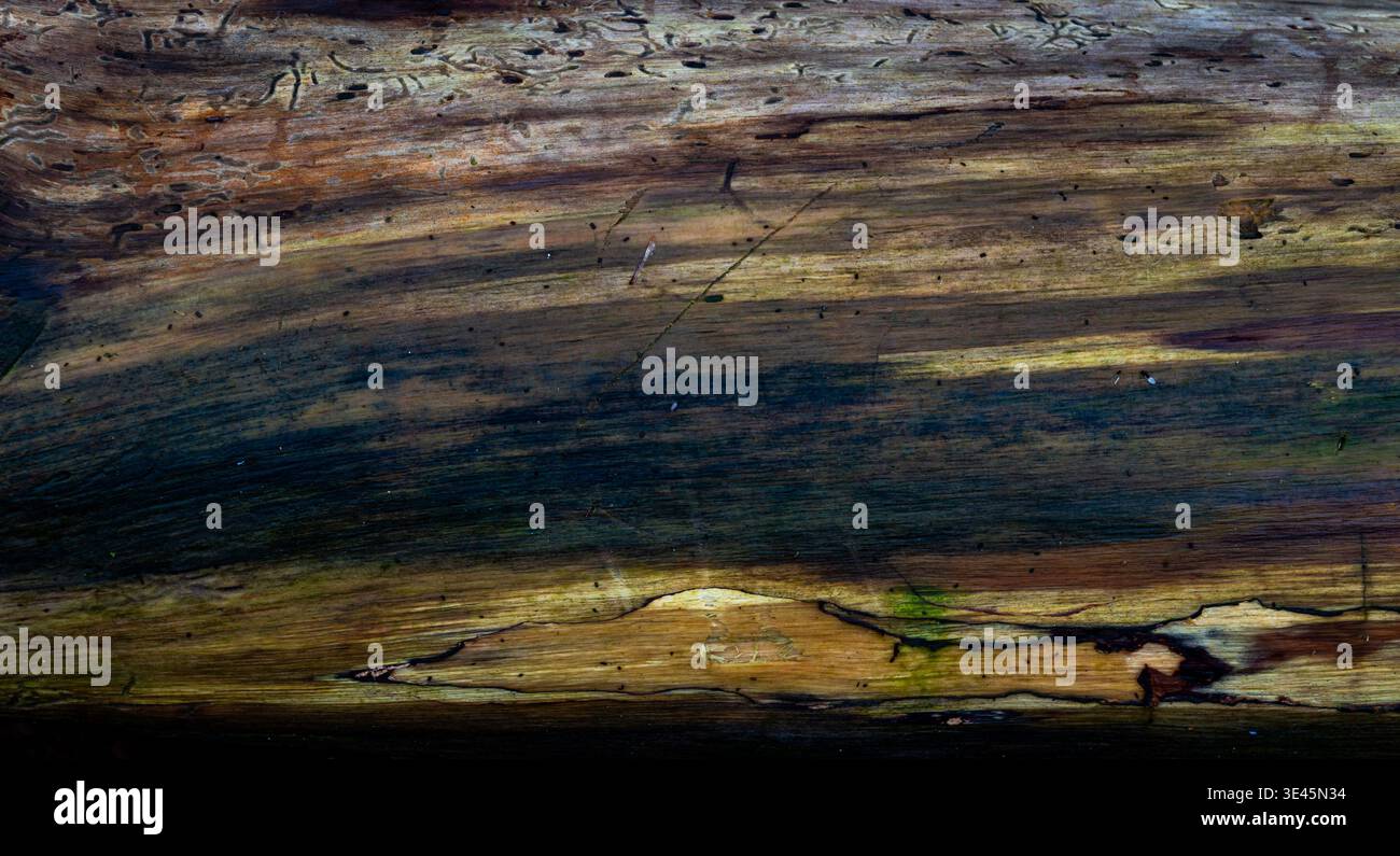 Gros plan du grain de bois altéré sur une bûche tombée Banque D'Images