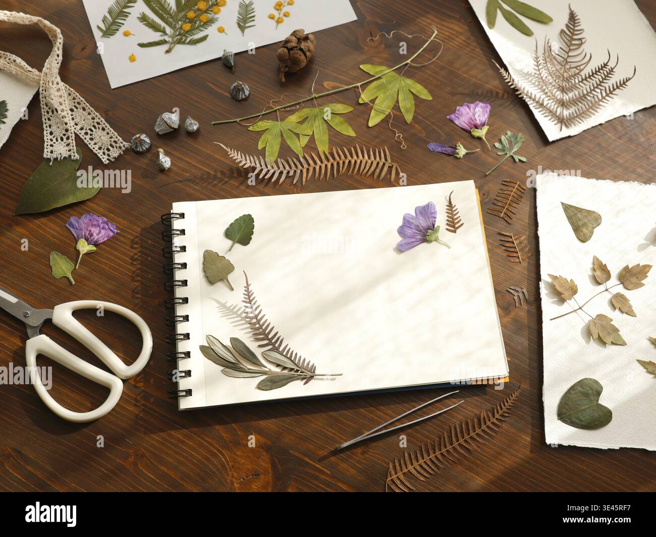 Création d'herbier botanique avec des fleurs violettes pressées et des feuilles de fougères séchées dans le carnet de croquis. Espace de travail créatif sur table en bois rustique avec blanc Banque D'Images