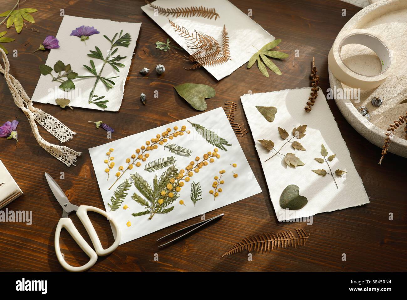 Fleurs de mimosa jaune pressées et feuilles vertes sur papier fait à la main. Processus de création d'herbier botanique avec ciseaux, pinces et plantes séchées Banque D'Images