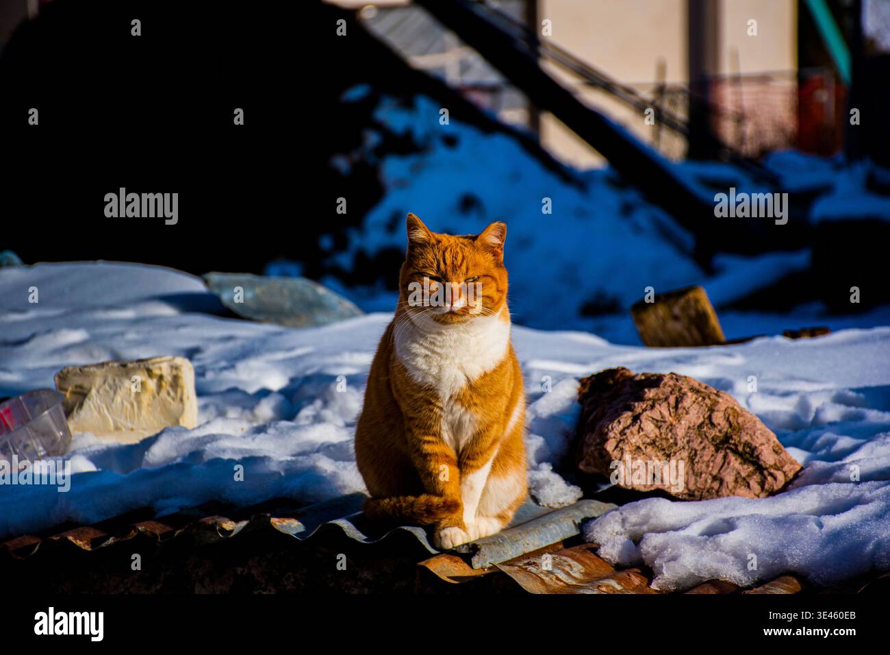 Wild cat rouge se réchauffe dans le soleil d'hiver de décembre sur le toit d'un hangar en bois à Vicenza, Vénétie, Italie. Banque D'Images