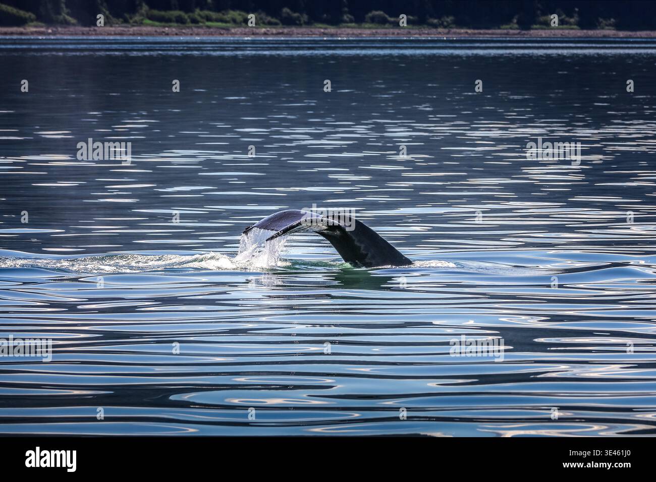 Une queue de baleine à bosse dans les eaux de l'Alaska Banque D'Images