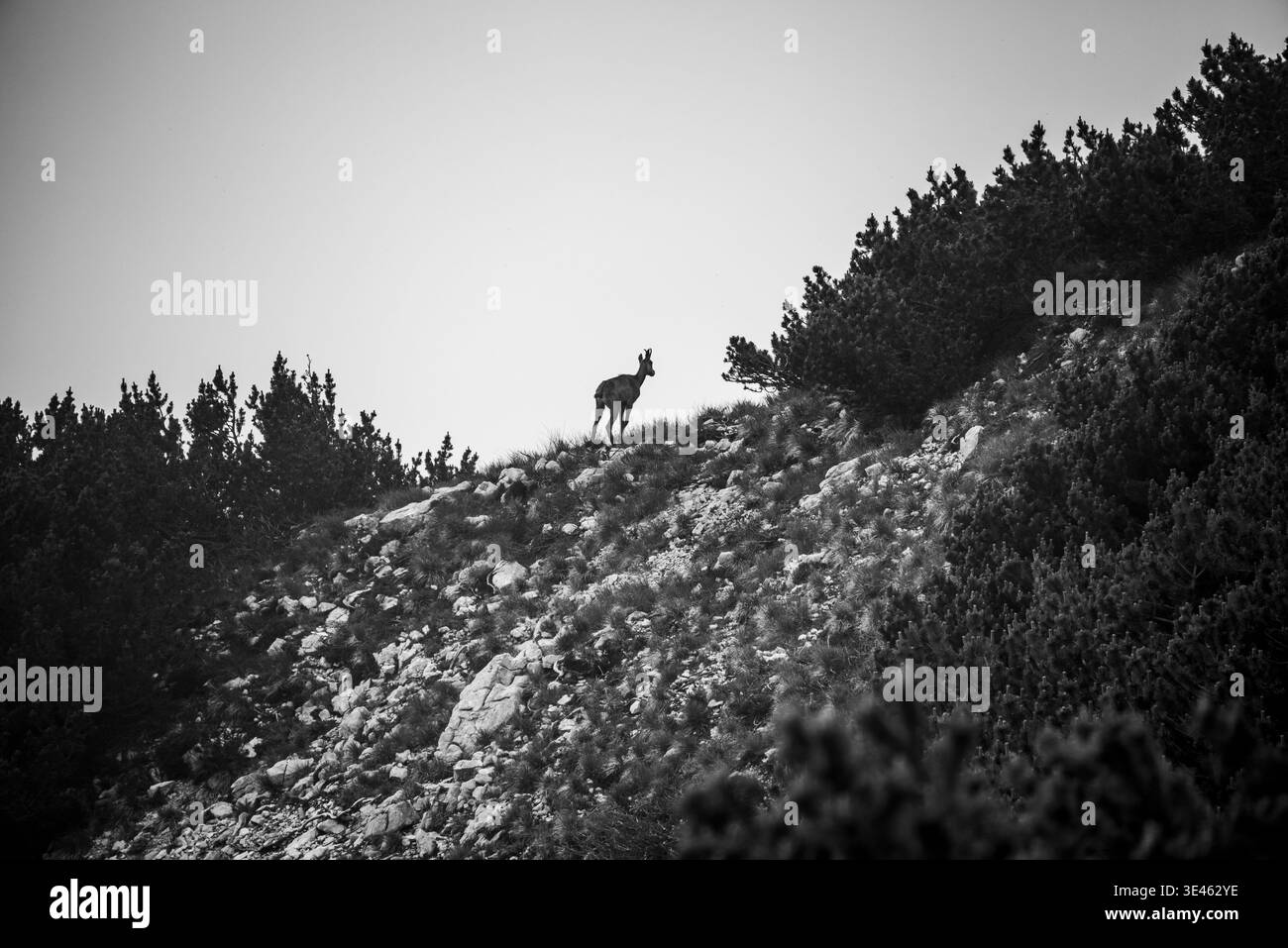ibex silhouette dans les montagnes de Malcesine sur le lac de Garde dans la province de Vérone, Italie Banque D'Images