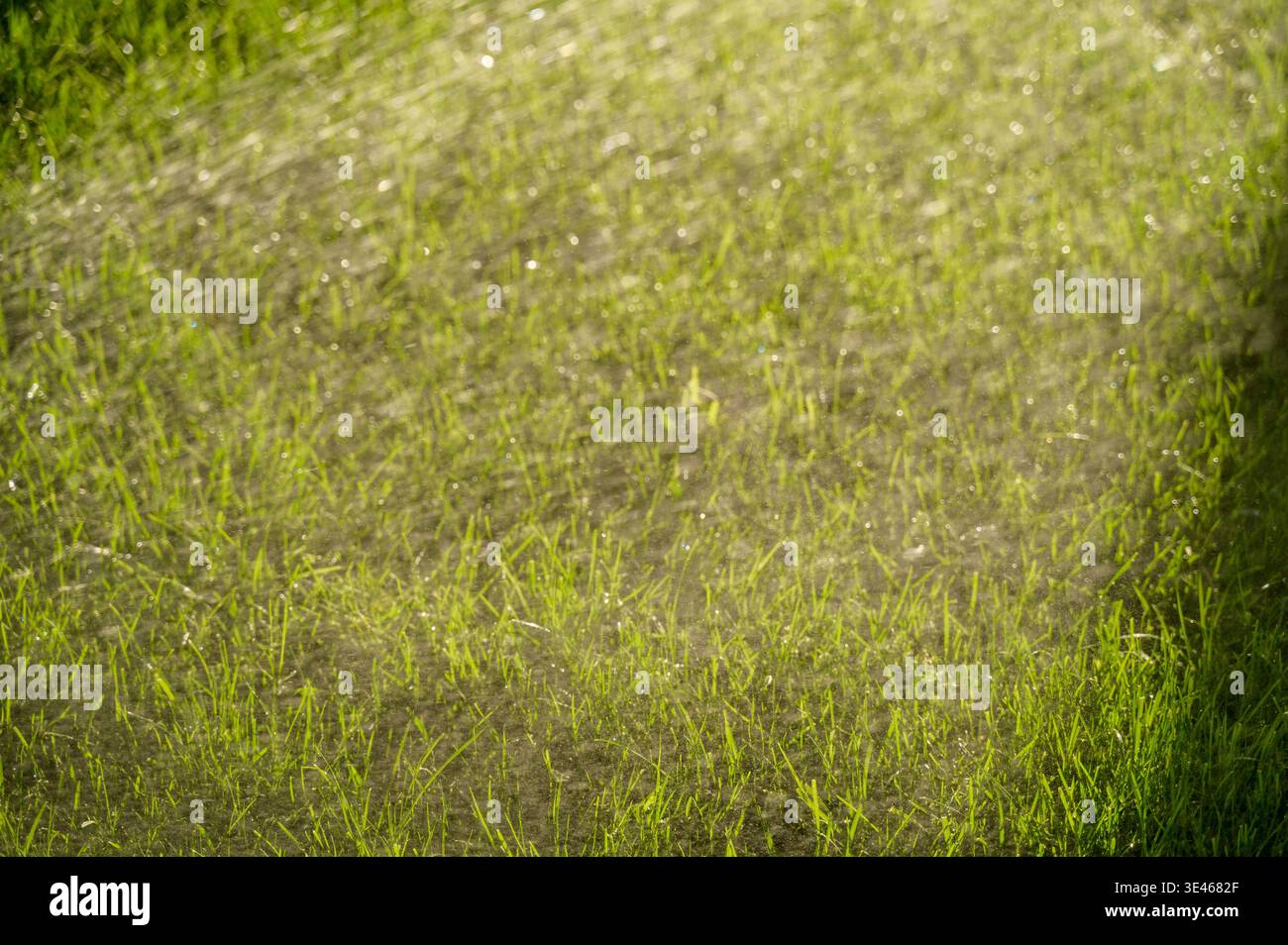 Pelouse verte couverte de gouttes d'eau douce pendant l'irrigation. Texture pétillante. Concept de rosée matinale, hydratation naturelle et beauté organique. Banque D'Images