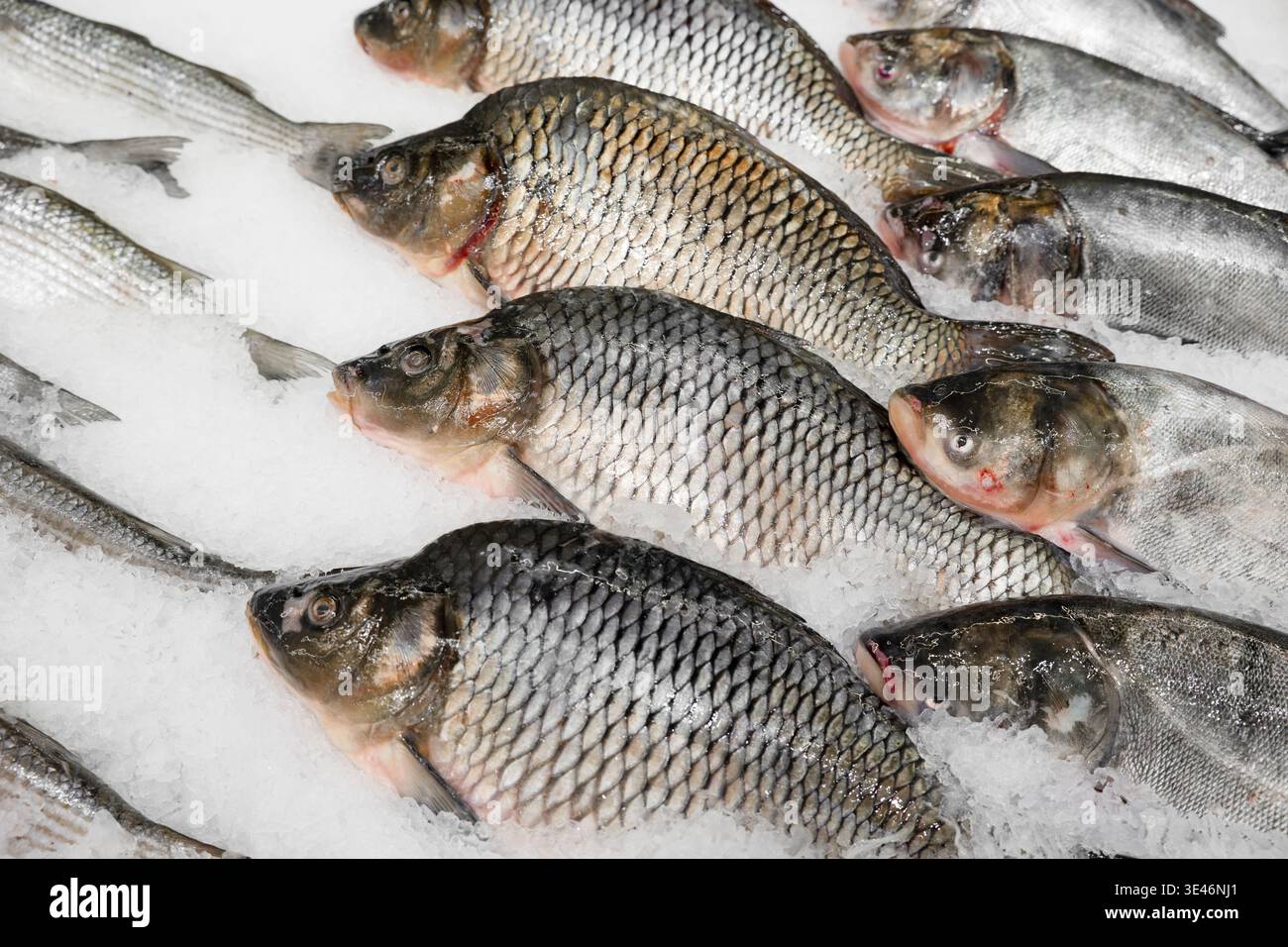 Poisson de carpe cru frais sur de la glace pilée sur le marché. Gros plan de la carpe prussienne argentée ou de la carpe crucienne. Banque D'Images