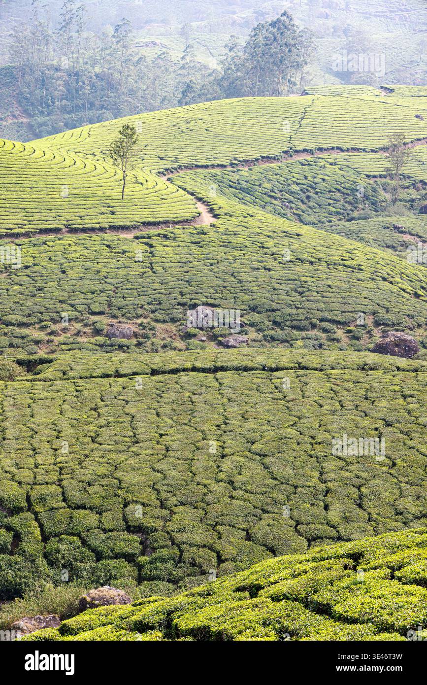 L'Inde, le Kerala, Munnar, plantation de thé Banque D'Images