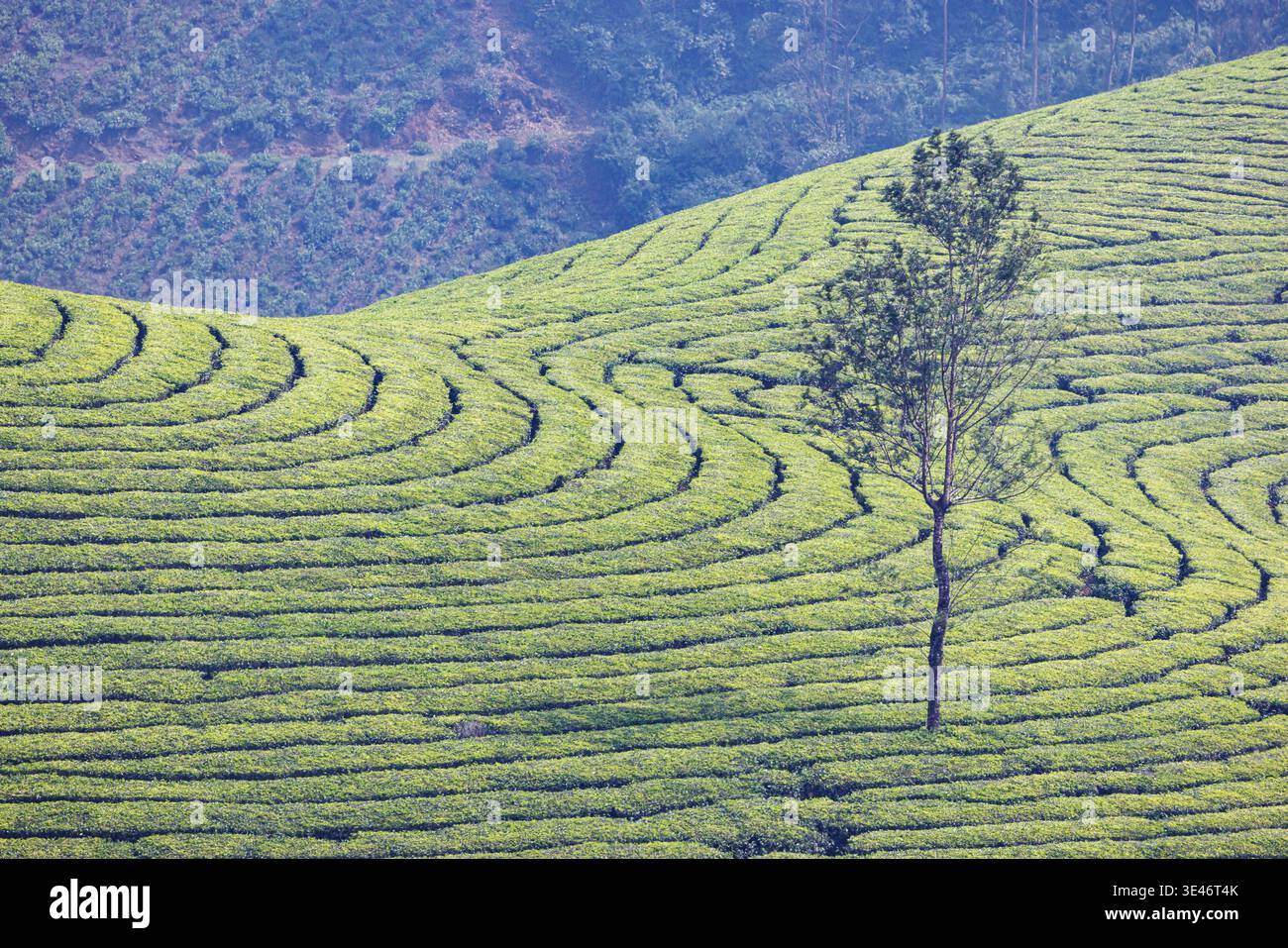 L'Inde, le Kerala, Munnar, plantation de thé Banque D'Images
