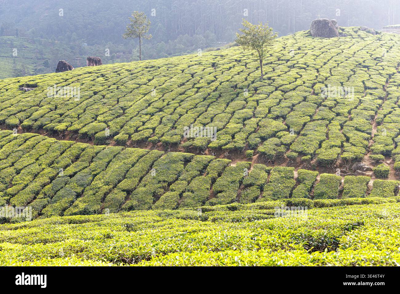 L'Inde, le Kerala, Munnar, plantation de thé Banque D'Images