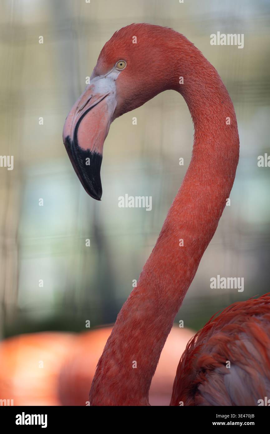 Gros plan Flamingo avec cou incurvé et bec détaillé, arrière-plan flou doux, élégant portrait d'oiseau tropical. Banque D'Images