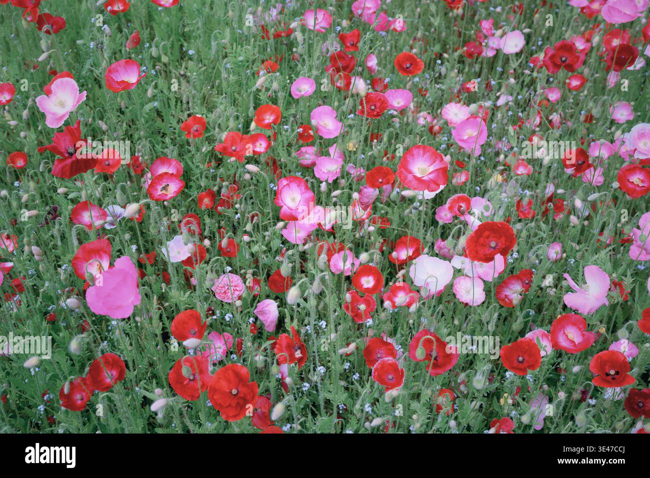 Vue de dessus de coquelicots rouges et roses en fleurs créant une texture florale dense. Fond de pré de printemps, motif naturel, fleurs sauvages colorées Banque D'Images