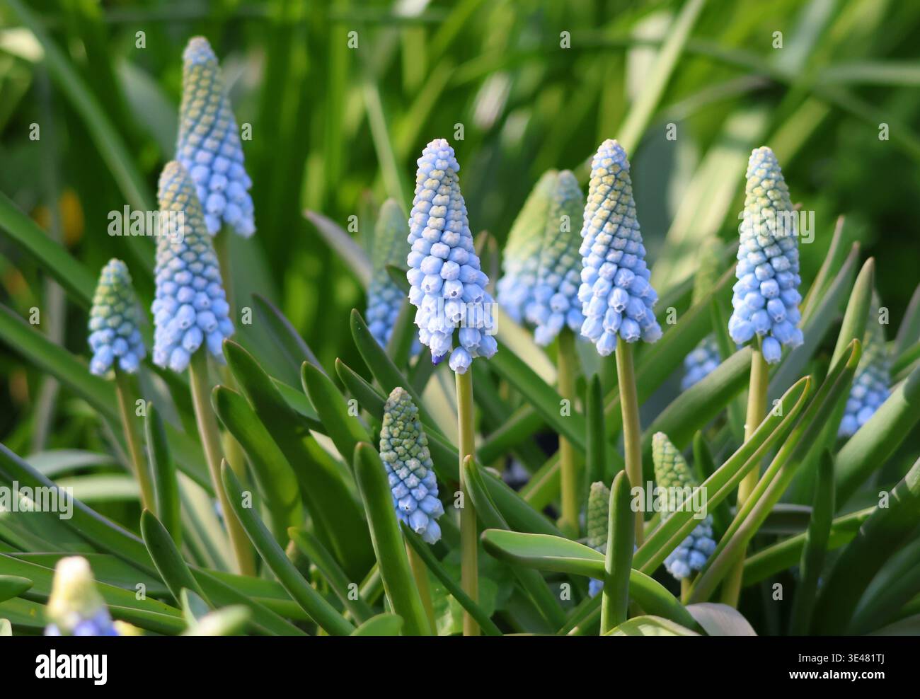 Gros plan de Muscari 'Baby's Breath' Grape Jacinthe Banque D'Images