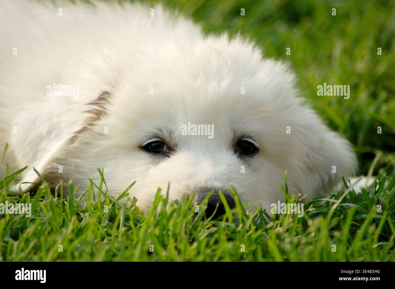 Gros plan d'un chiot Pyrénées Mountain Dog allongé dans l'herbe verte, montrant uniquement la tête. Adorable jeune chien de gardien de bétail profitant d'une journée ensoleillée, par Banque D'Images
