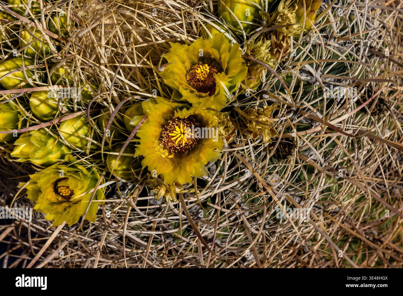 California Barrel Cactus, Ferocactus cylindraceus, floraison dans Anza-Borrego Desert State Park, Californie, États-Unis Banque D'Images