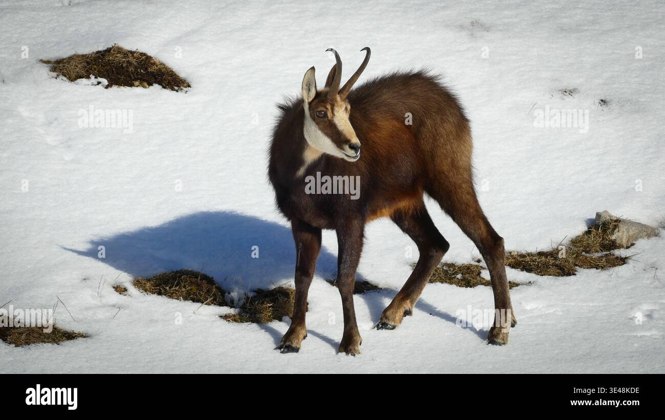 Vue d'un chamois debout alerte sur un paysage enneigé, sa fourrure sombre contrastant avec le blanc brillant, une étude de la beauté dure de la nature, Gin Banque D'Images