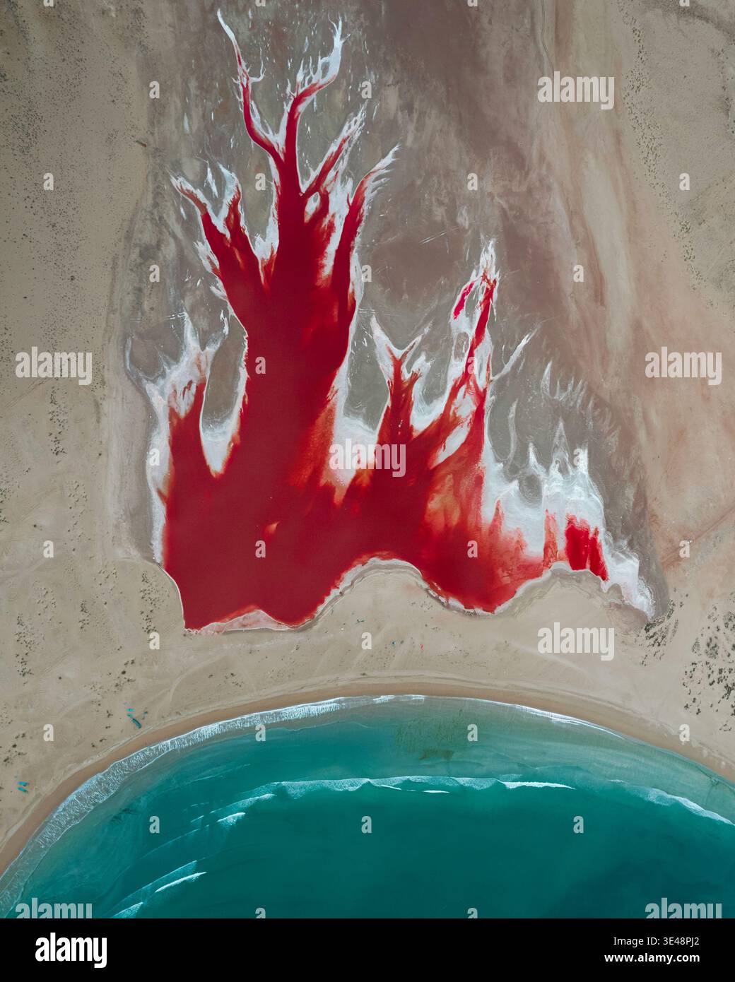 Vue aérienne d'un lac de sel rouge vibrant avec une forme d'arbre et des croûtes de sel blanc le long de la côte turquoise d'Oman. Banque D'Images
