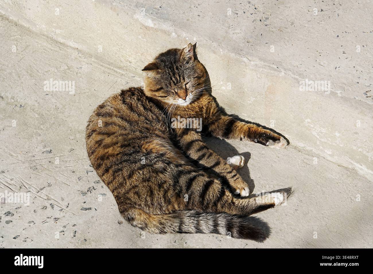 Tabby chat boucles sur béton, se prélasser au soleil. Yeux fermés doucement, posture détendue illustrée. La fourrure rayée douce contraste avec le pavement gris. Banque D'Images