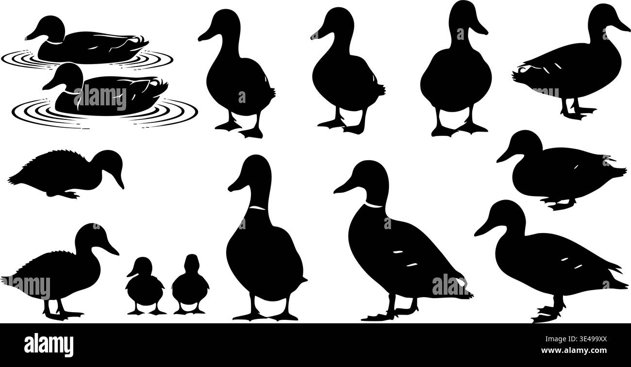 Collection de silhouettes détaillées de canard colvert noir illustrant diverses étapes de la vie et des poses : conception graphique vectorielle. Illustration de Vecteur