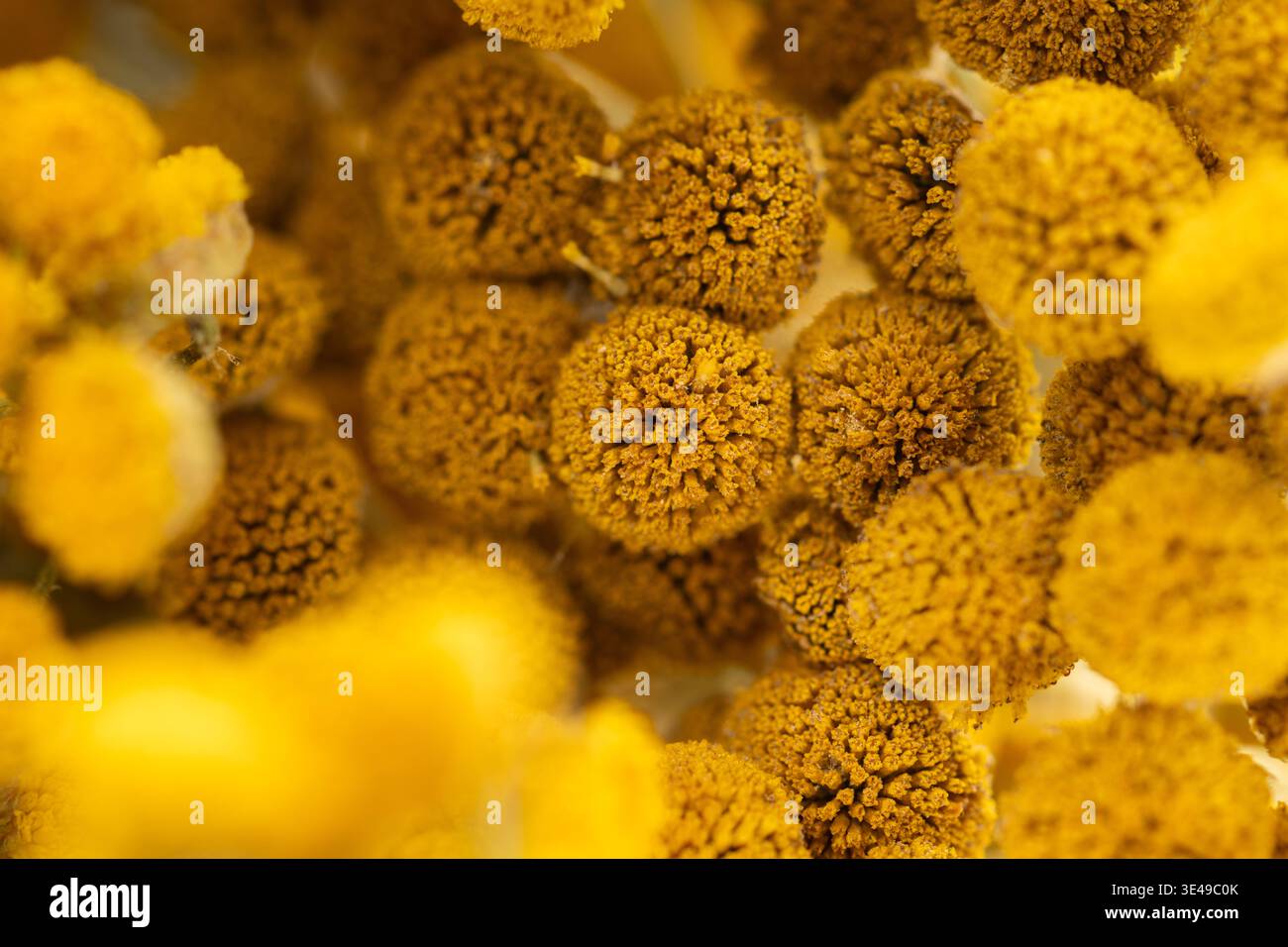 Fleurs de tanaisie macro gros plan sur les inflorescences jaunes Banque D'Images