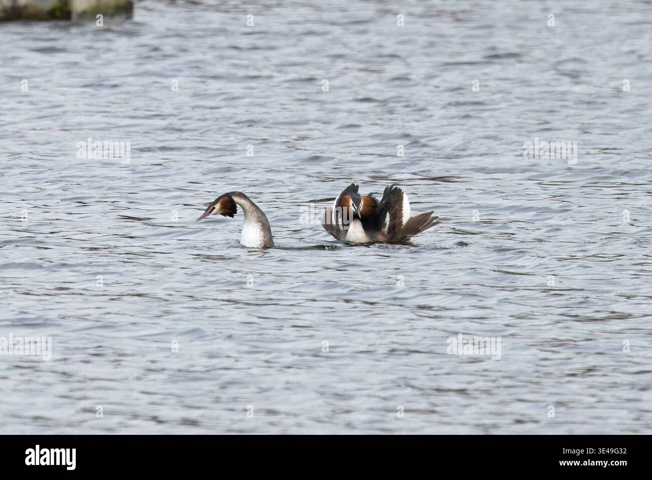 Great Crested Grebe (Podiceps cristatus) chat exposant avec des ailes relevées Norfolk mars 2026 Banque D'Images
