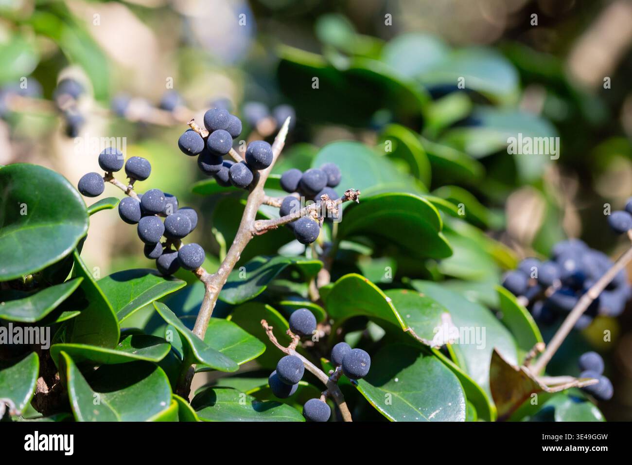 Dans la nature, les baies sont mûres sur ligustrum japonicum ordinaire Banque D'Images
