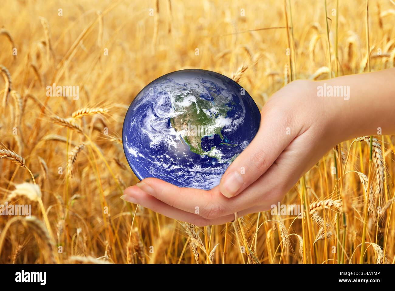 Sécurité alimentaire mondiale et concept de crise agricole. Main tenant le globe terrestre de la planète sur un fond de champ de blé doré. Faim dans le monde et Banque D'Images