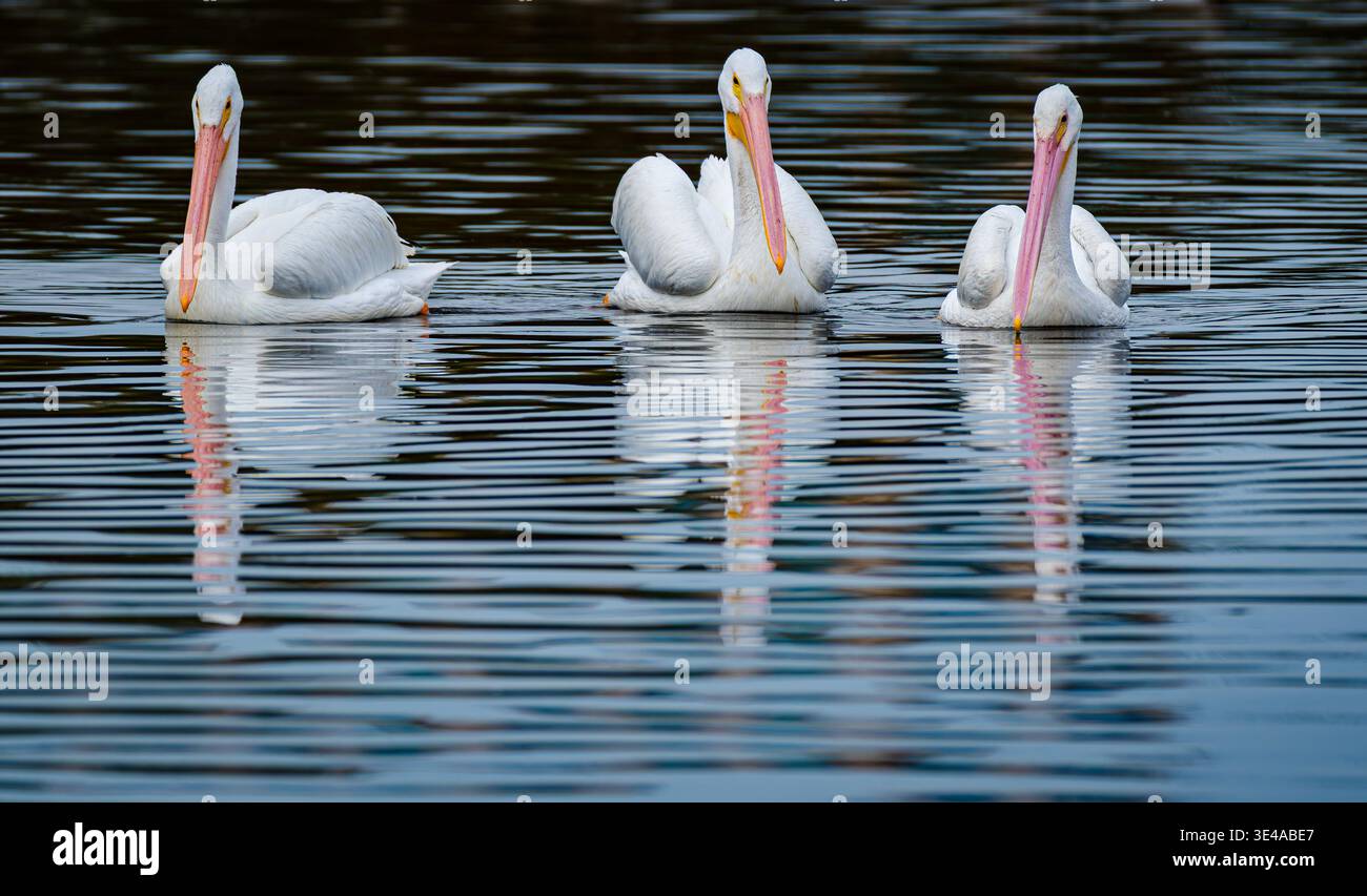 Trois pélicans blancs américains (Pelecanus erythrorhynchos) flottant sur une eau calme avec des reflets Banque D'Images