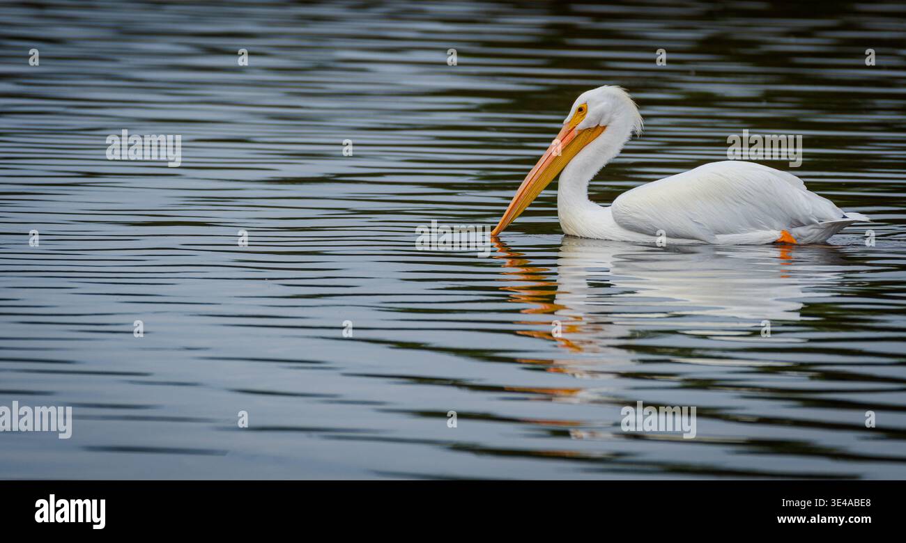 Pélican blanc américain (Pelecanus erythrorhynchos) nageant sur une eau calme avec réflexion Banque D'Images