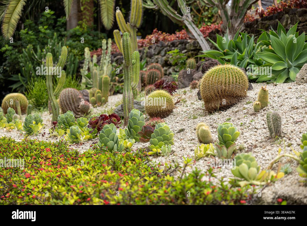 Conception de cactus et de jardin succulent avec diverses plantes dans un cadre botanique paysager Banque D'Images