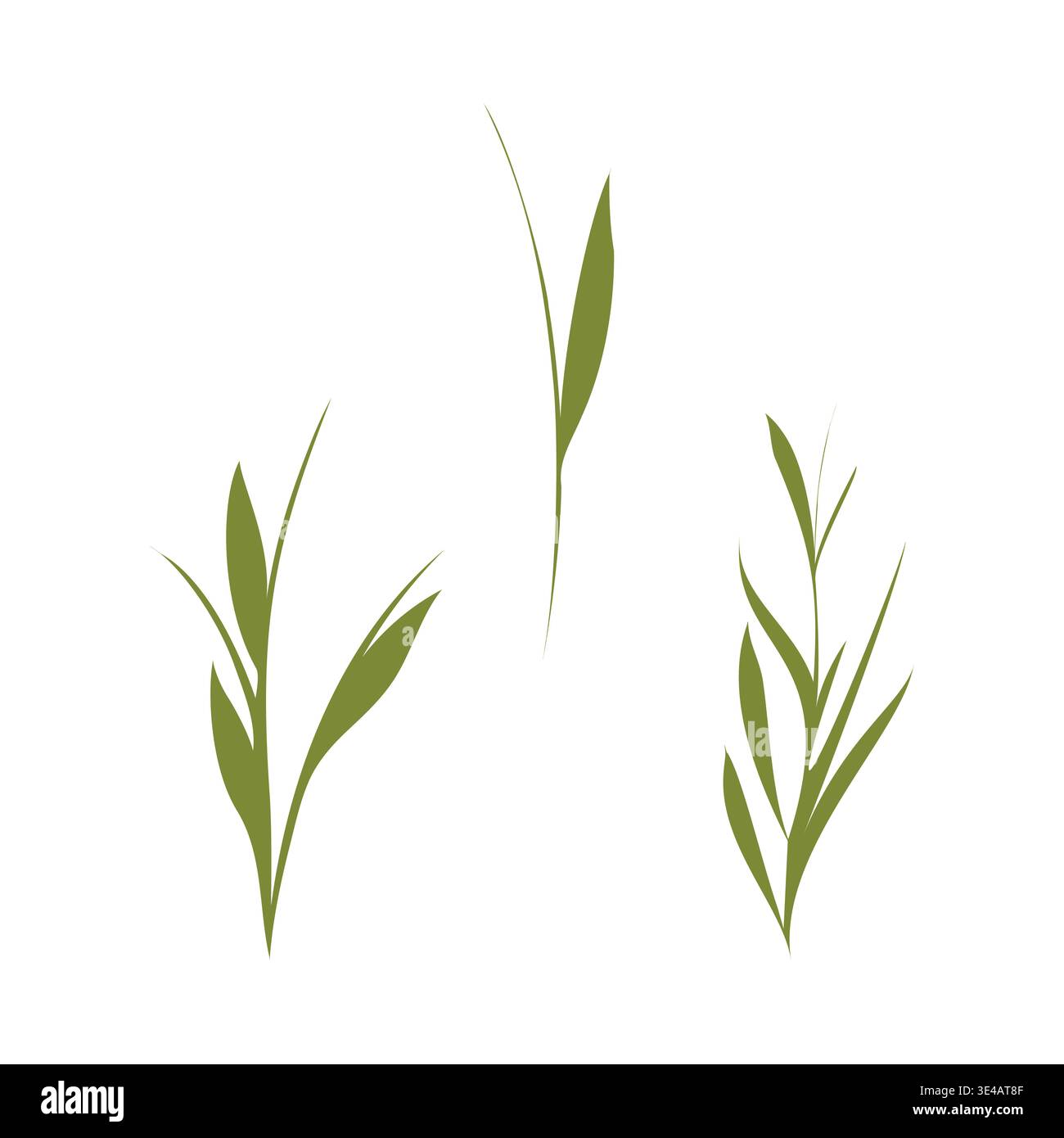 Trois tiges de plantes stylisées vertes avec des feuilles délicates se tiennent debout sur un fond blanc propre. Cette illustration botanique présente un feuillage simple et élégant pour une sensation fraîche et naturelle. Illustration de Vecteur