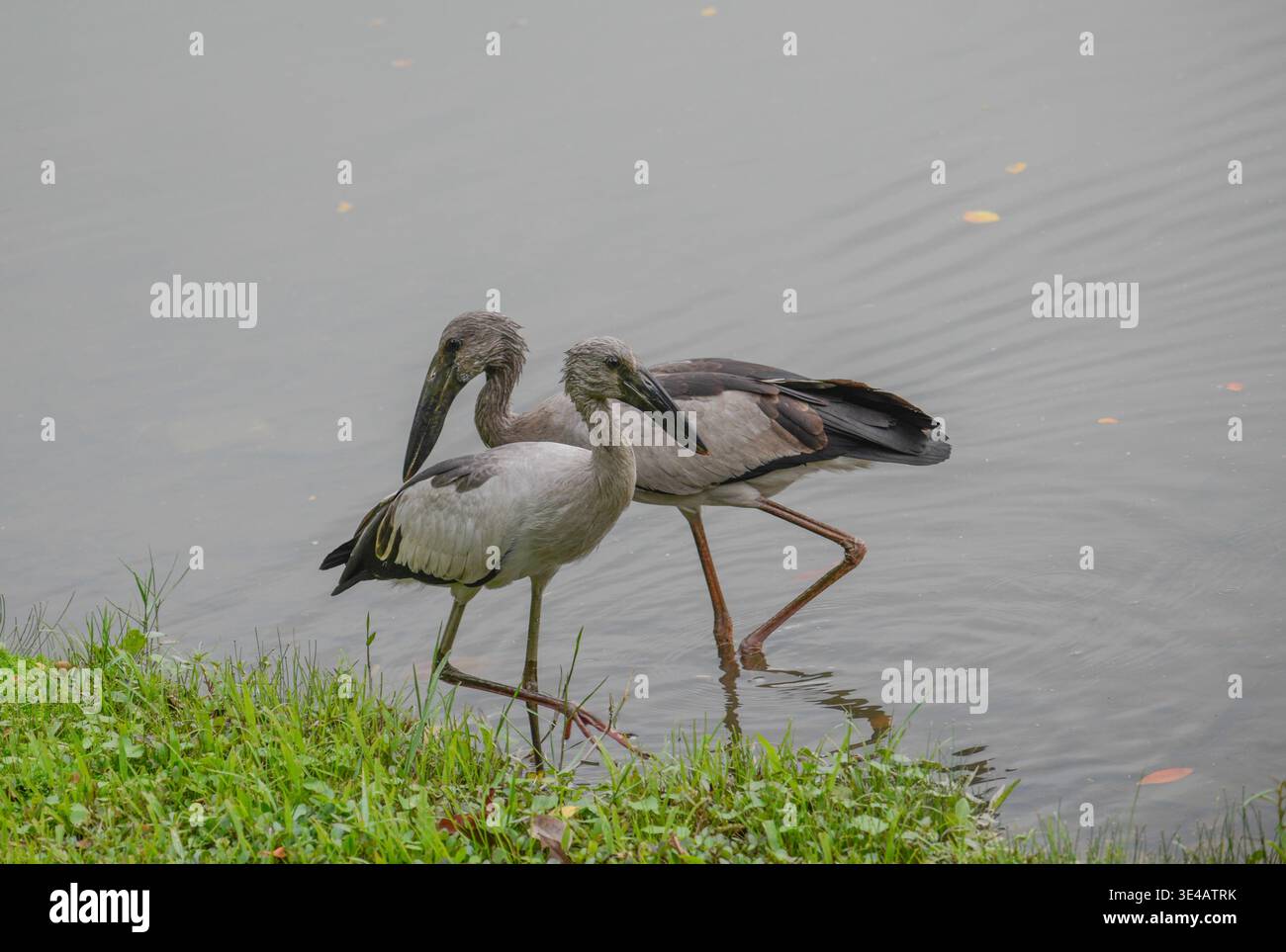Une paire de cigognes asiatiques à bec ouvert cherchant dans le lac Jurong dans la partie ouest de Singapour. Banque D'Images