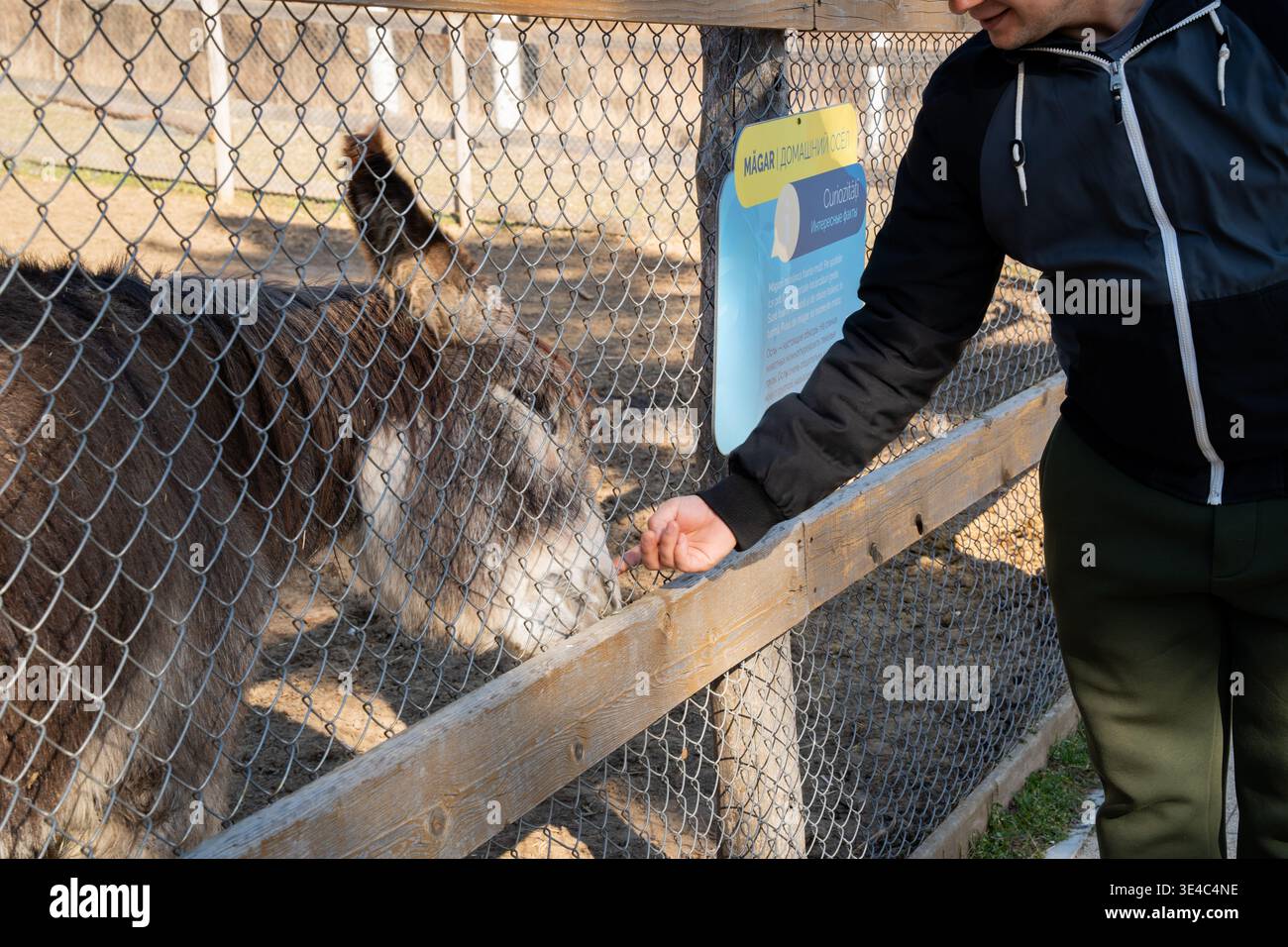 Homme nourrissant le lama à travers la clôture dans l'enceinte du zoo montrant l'interaction humaine avec l'animal captif et soulignant les préoccupations éthiques de la captivité de la faune Banque D'Images