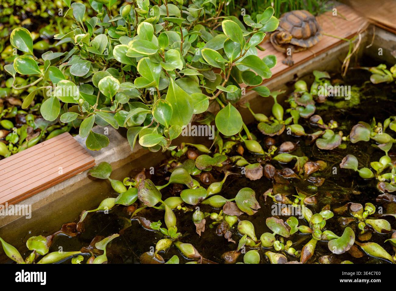 Petite tortue terrestre assise près d'un étang de jardin avec Peperomia et plantes de jacinthe d'eau. Concept d'habitat exotique pour animaux de compagnie, biodiversité dans une serre, an Banque D'Images