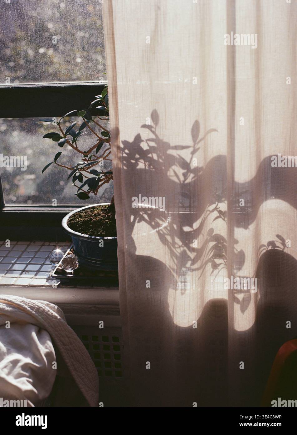 Bonsaï sur un rebord de fenêtre avec des ombres végétales sur un rideau Banque D'Images