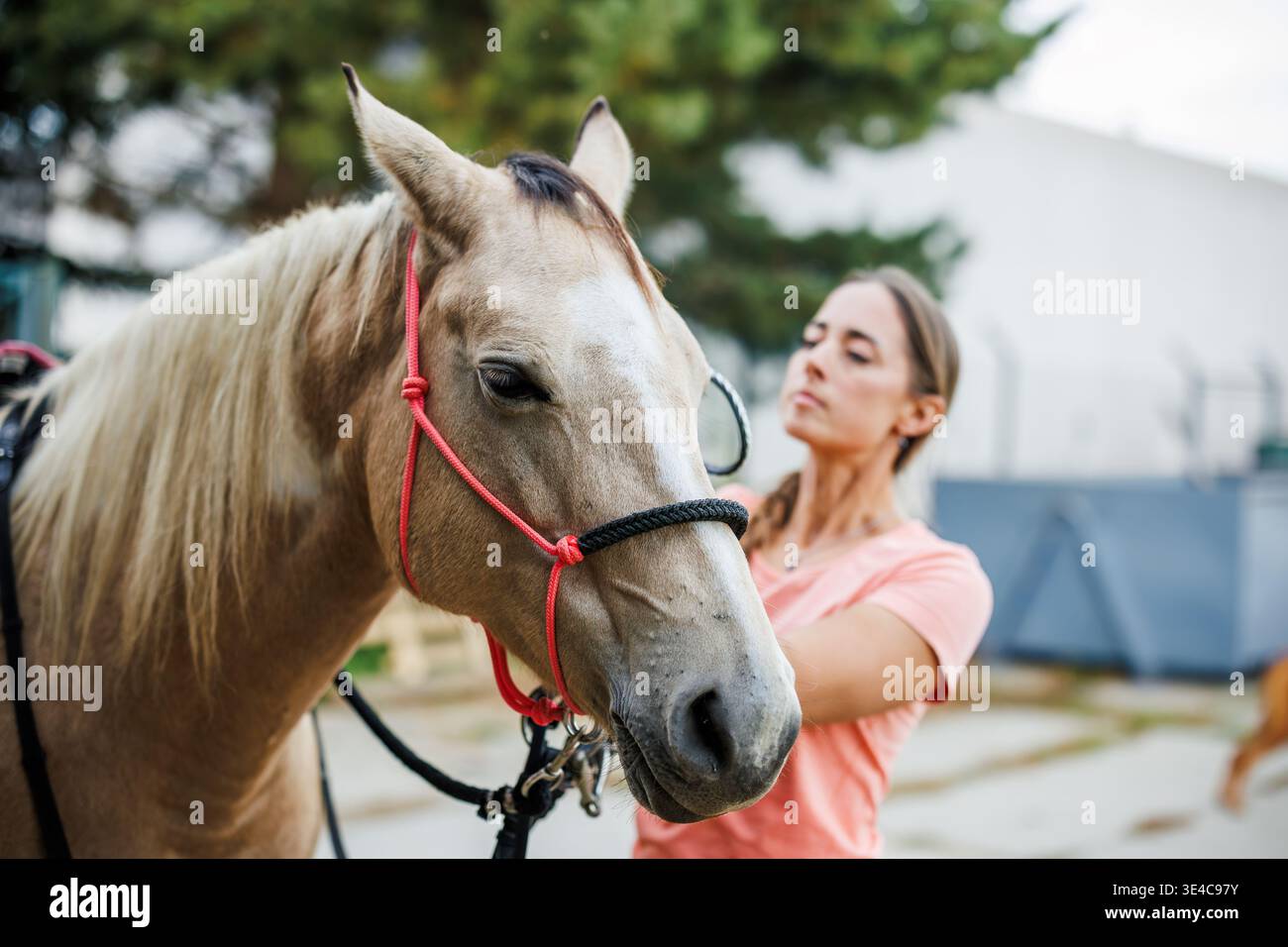 Femme mettant le licol animal et la selle sur le cheval dans le ranch. Préparation équestre pour une séance d'équitation Banque D'Images