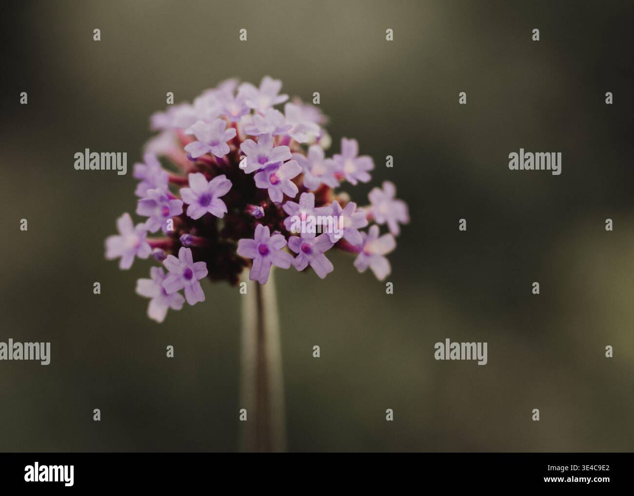 Fleurs de verveine violettes rétroéclairées par le soleil Banque D'Images