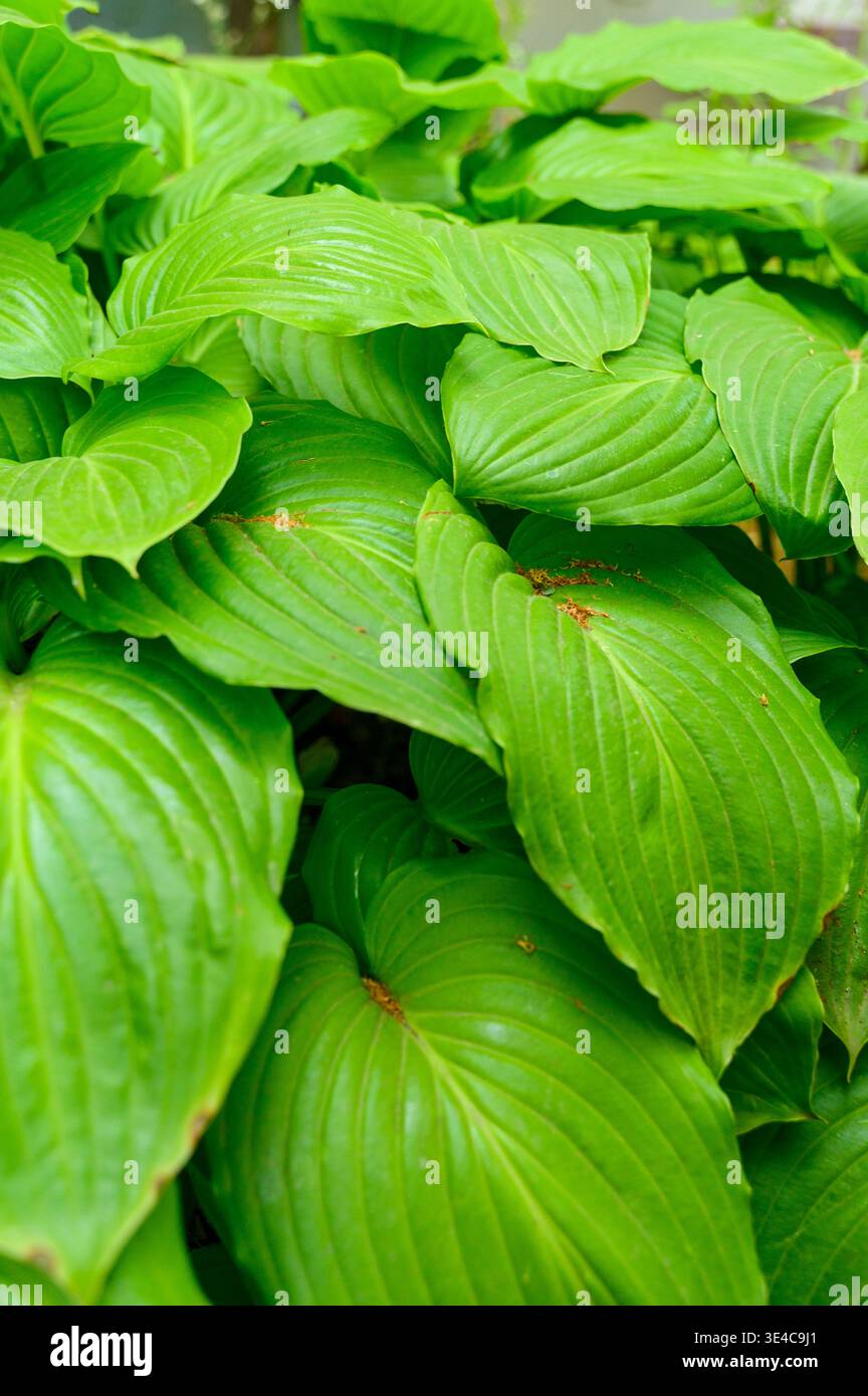 Vue verticale des feuilles d'Hosta avec texture détaillée et couleur verte vibrante. Concept de papier peint naturel, étude botanique et fraîcheur de GA d'été Banque D'Images