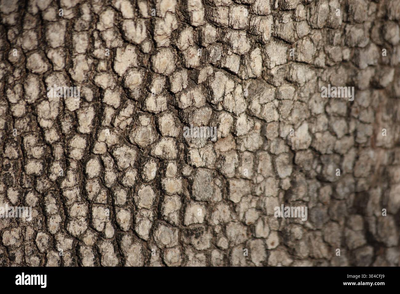 gros plan de la texture de l'écorce du platane Banque D'Images