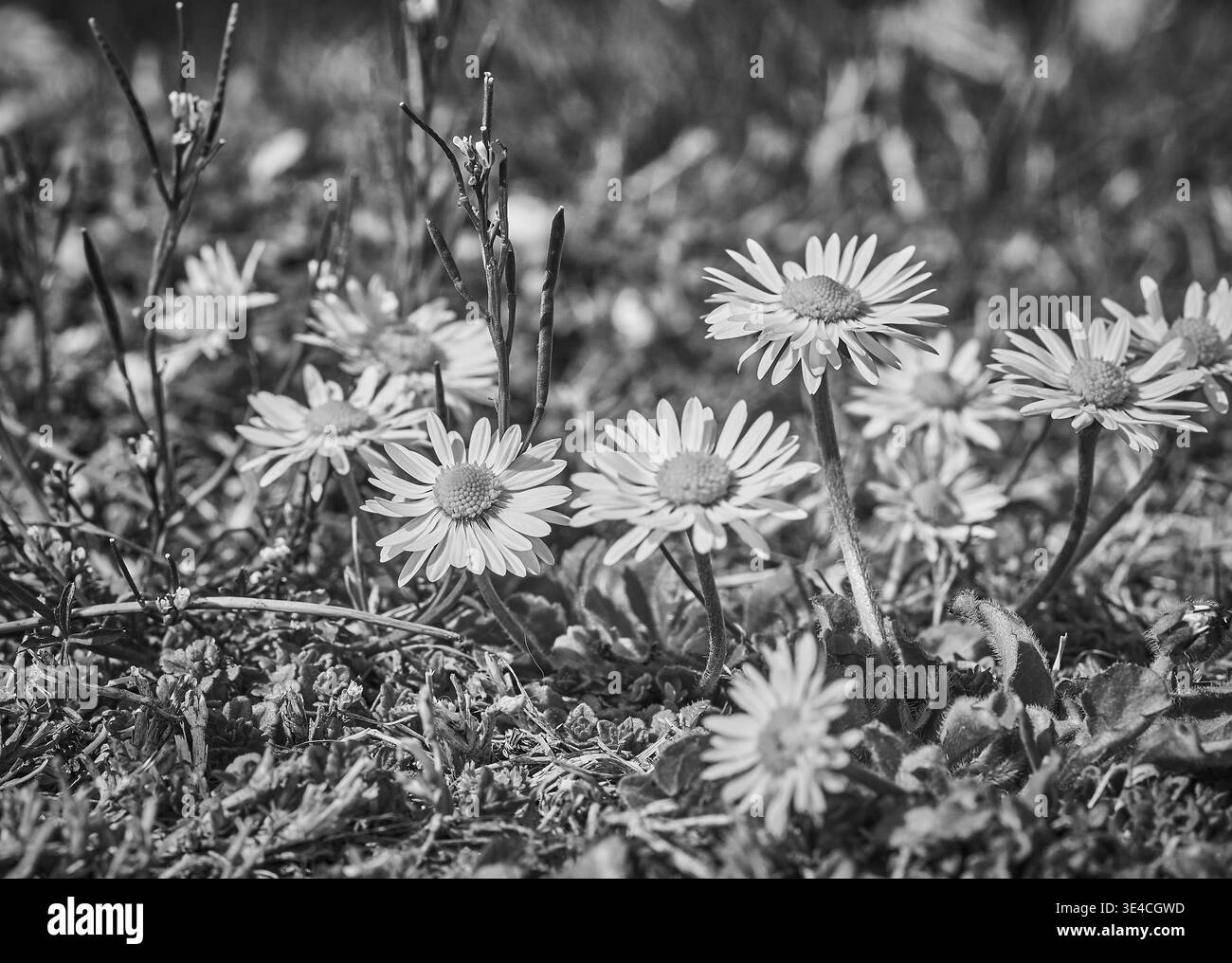 Gros plan de marguerites sauvages poussant dans un pré à Chiavenna, Alpes italiennes, photographie de la nature en noir et blanc Banque D'Images