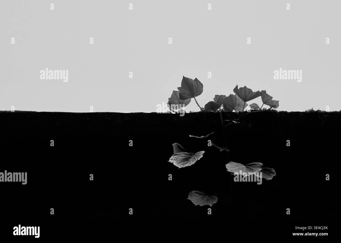 Image minimaliste en noir et blanc de feuilles de lierre poussant sur un mur à Chiavenna, en Italie, avec un contraste élevé et un espace négatif Banque D'Images