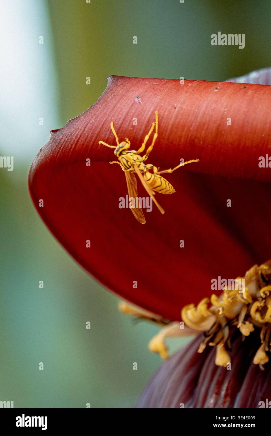 Collection insecte Nectar. Scène lumineuse capturer la guêpe recueillir le nectar et le pollen de Blooming Flower Banque D'Images