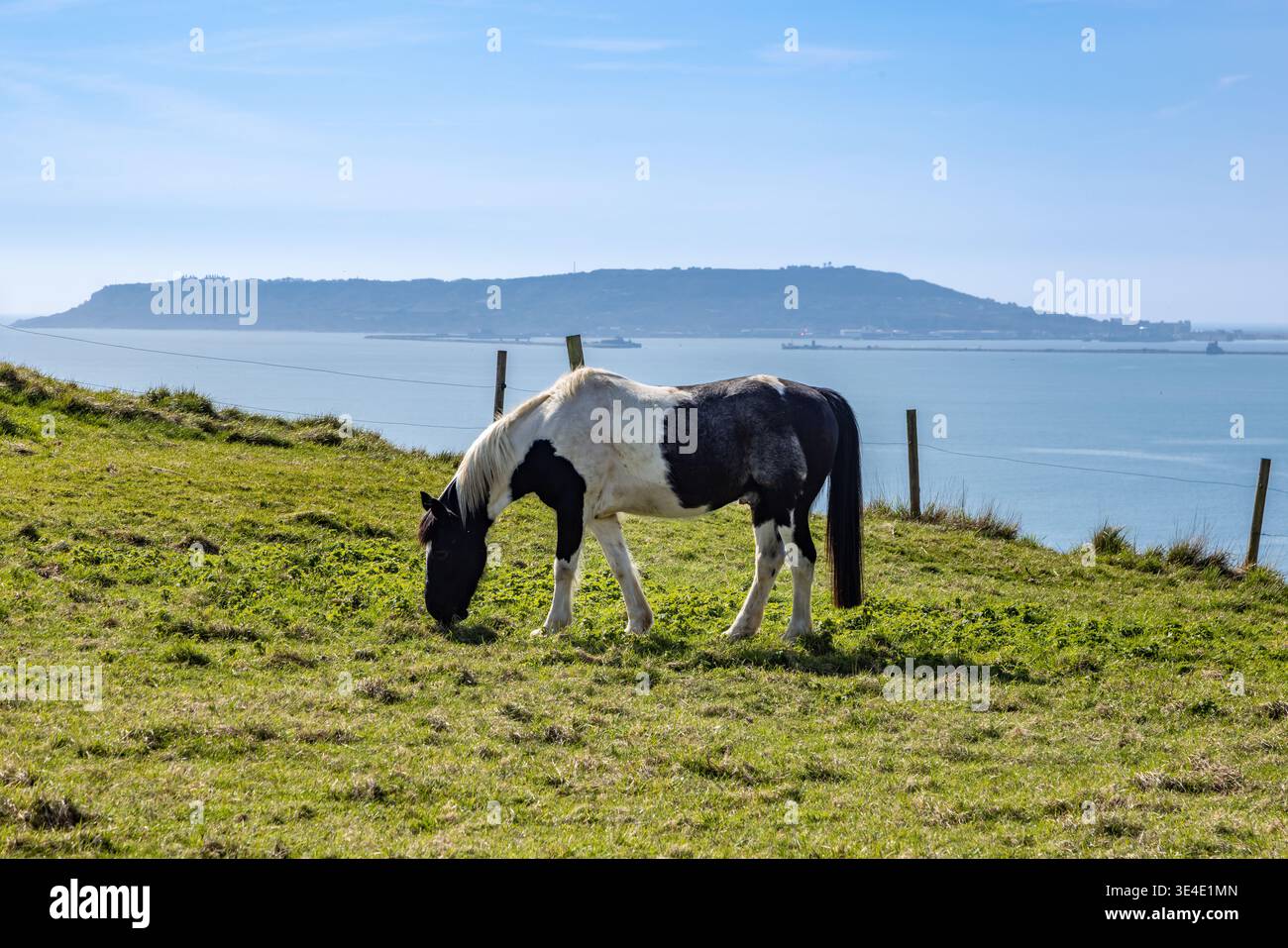 Un cheval paissant sur une colline côtière, près de Weymouth dans le Dorset Banque D'Images