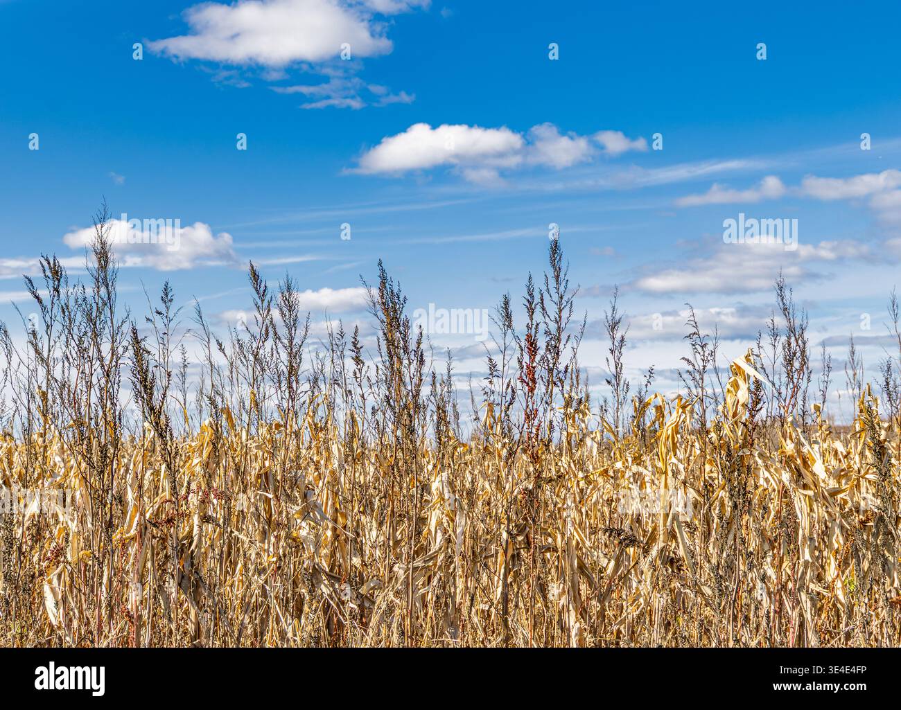 image détaillée de tiges de maïs dorées contre un ciel bleu Banque D'Images