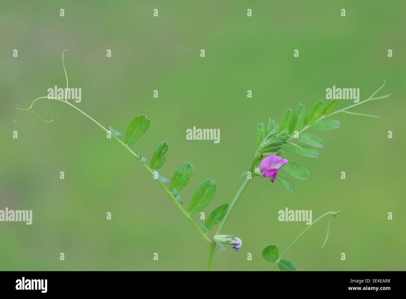 Gros plan de Vetch commun (Vicia sativa) fleurissant dans un pré vert printanier Banque D'Images