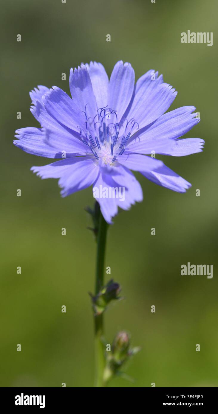 Les fleurs de Cichorium endivia sont non seulement comestibles, mais ont également des bienfaits reconnus pour la santé. Banque D'Images