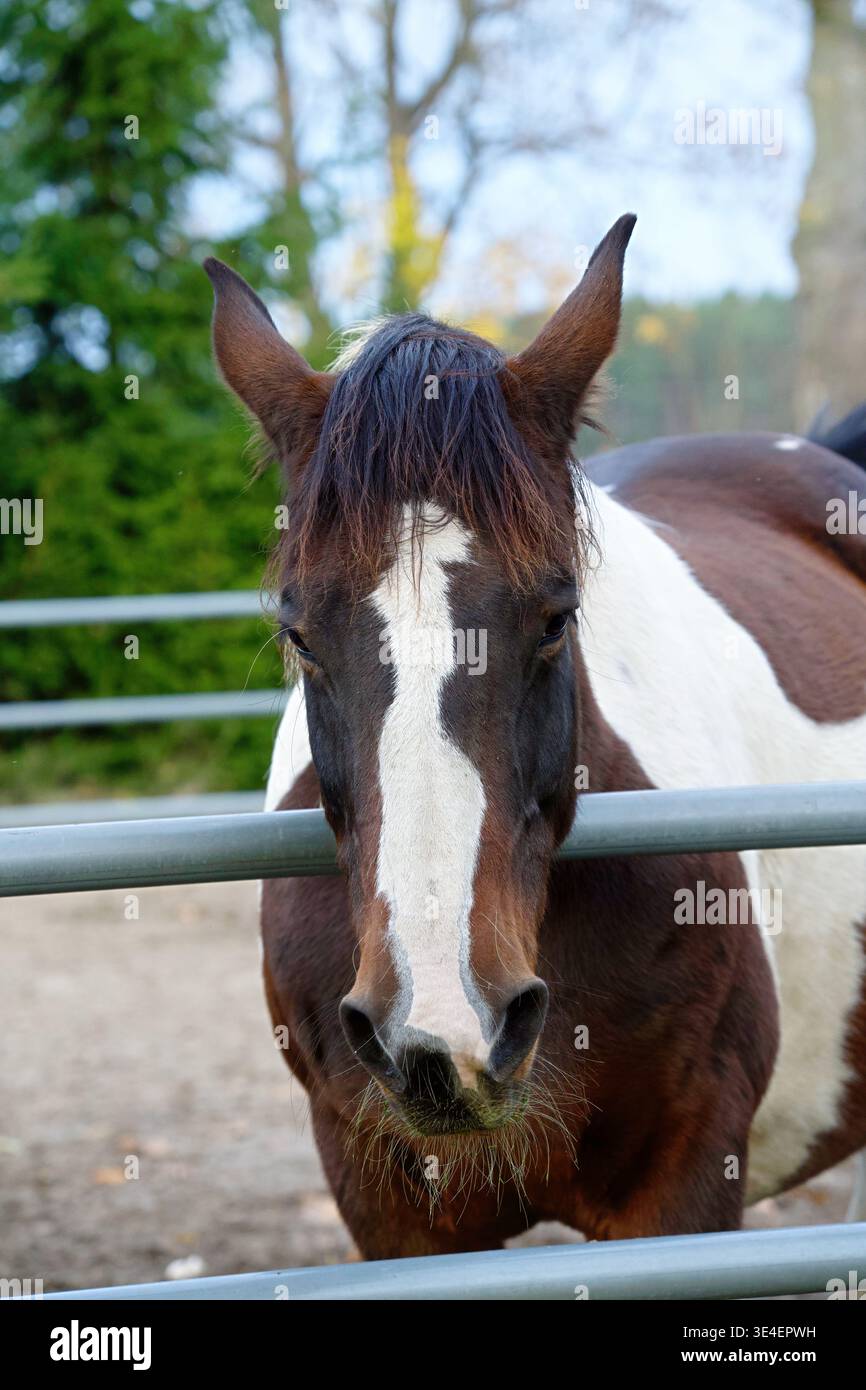 Portrait d'un cheval de peinture américain avec son pelage piebald caractéristique dans un enclos à cheval. Photo de haute qualité Banque D'Images