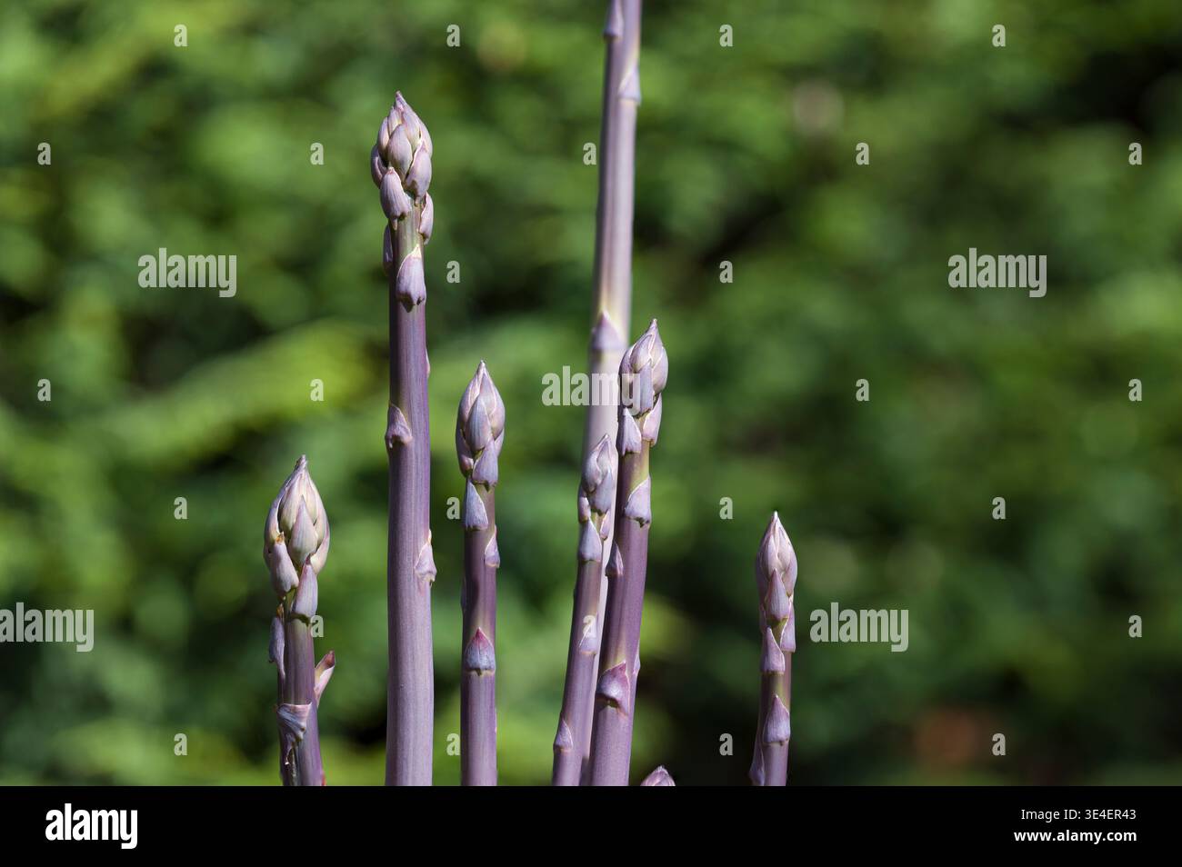 Lances d'asperges Jacmar violettes fraîches émergeant dans un potager britannique au printemps Banque D'Images